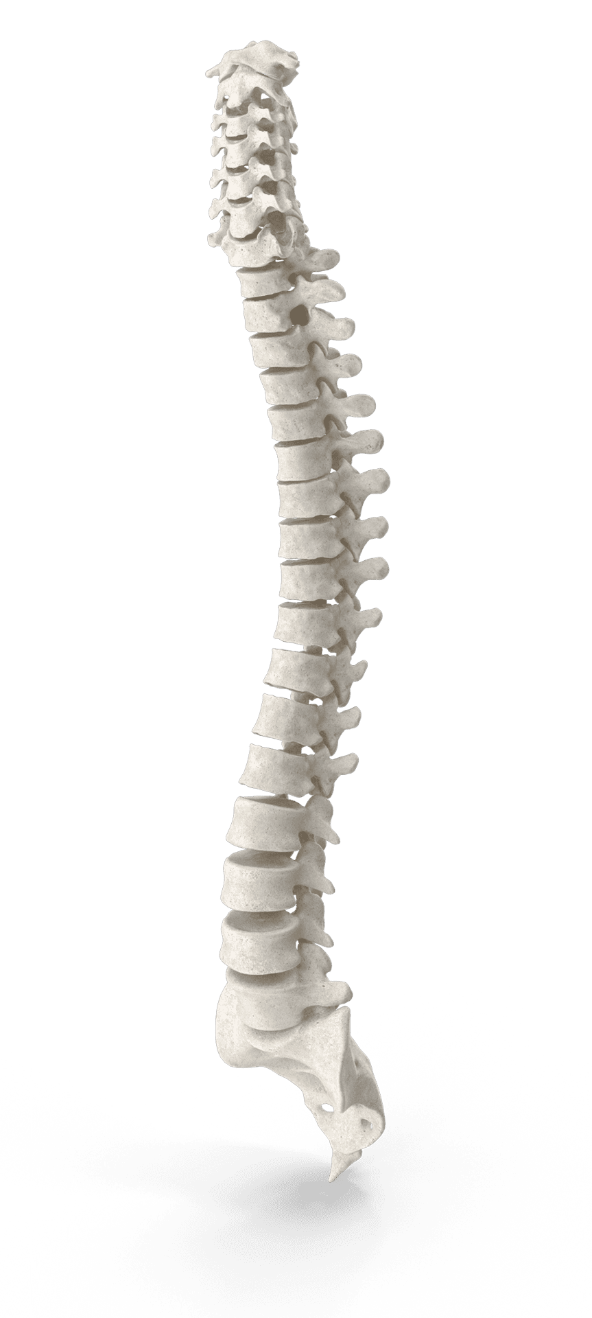 Human Spine 2 BEEVEM3